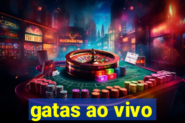 gatas ao vivo